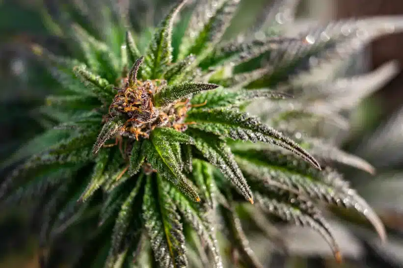 a close up of a cannabis bud