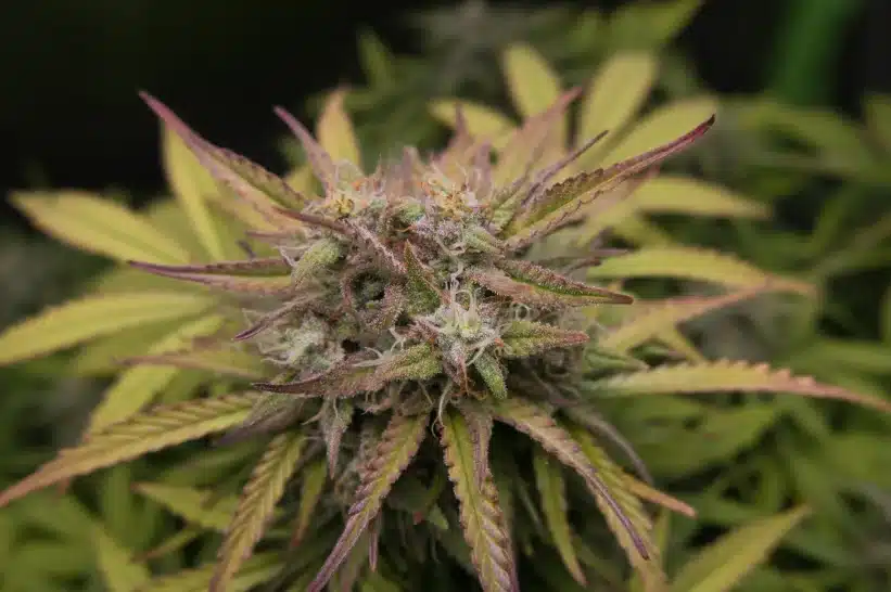 a close up of a bud with a likeness to the gelato float strain