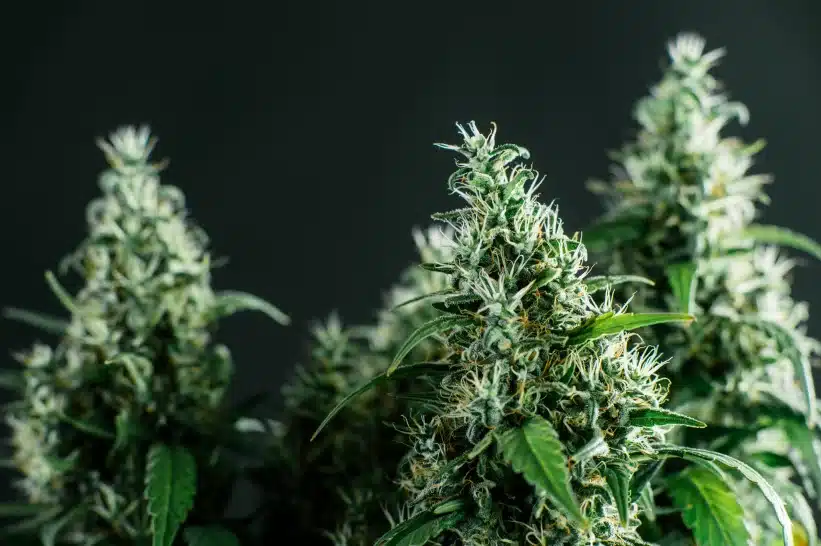a close-up of a zaza cannabis bud