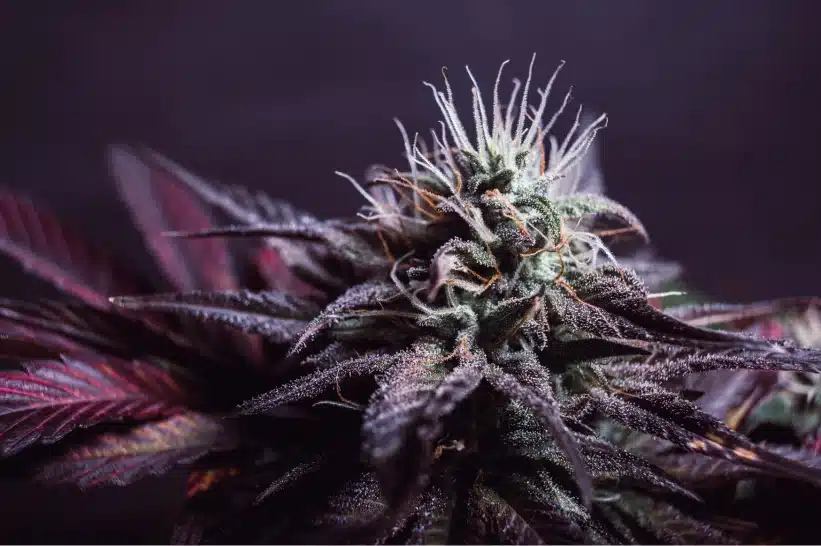 a close up of a sweet tarts strain