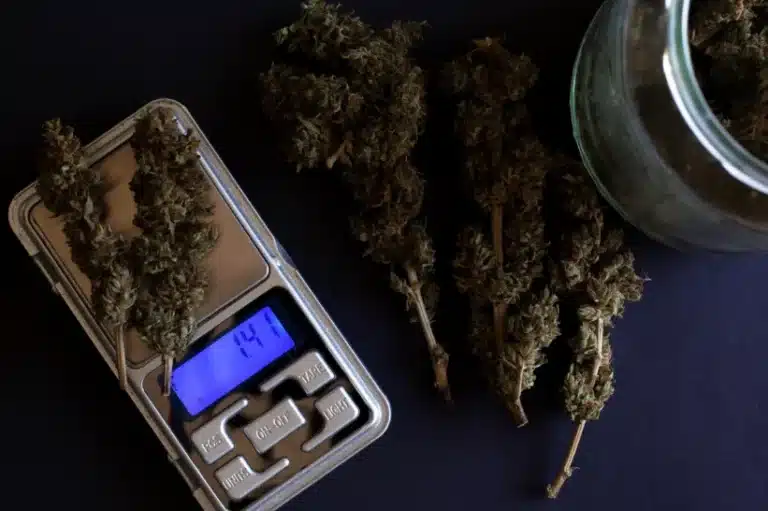 a scale with cannabis green buds on it