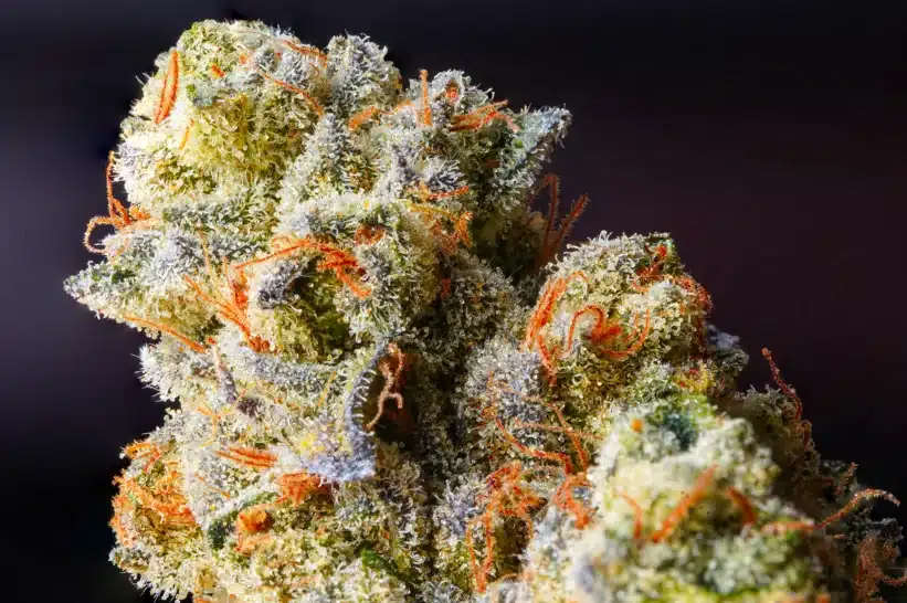 GMO - Buds with intense aroma and heavy sedation