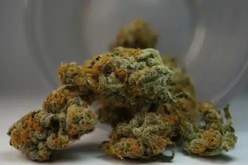 a close up of a lemon pound cake strain lookalike