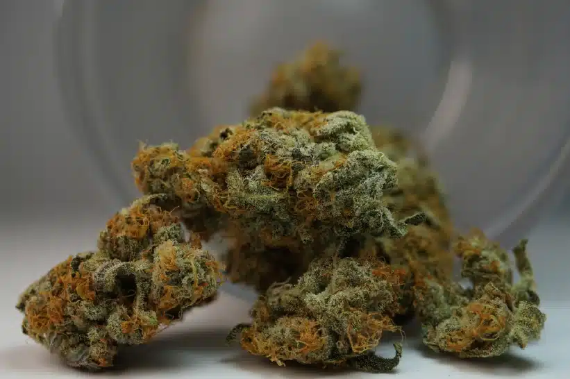 a close up of a lemon pound cake strain lookalike