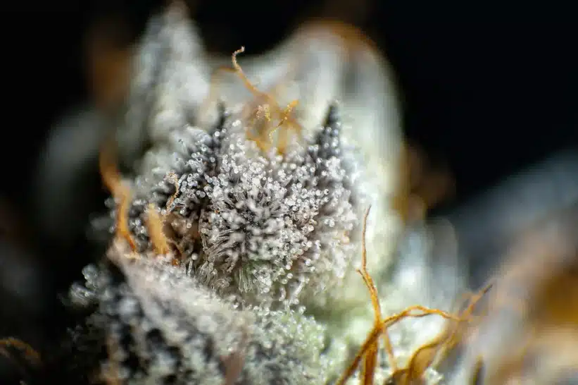 a close up of a White Runtz strain lookalike