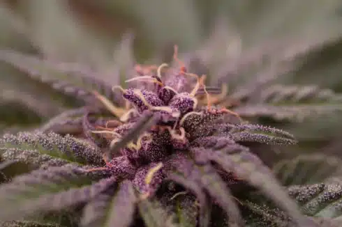 a close up of a purple cannabis oreoz strain bud