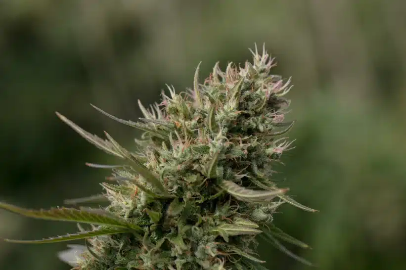 a close up of dante's inferno strain look-alike