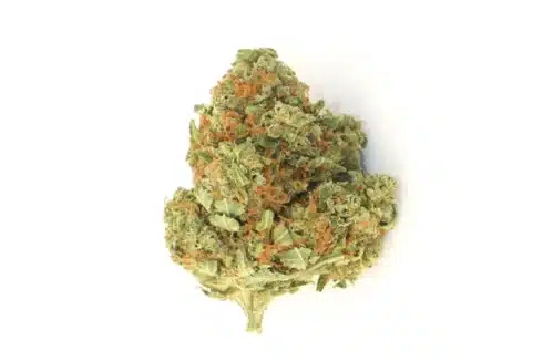 a close up of Slurty strain look-alike