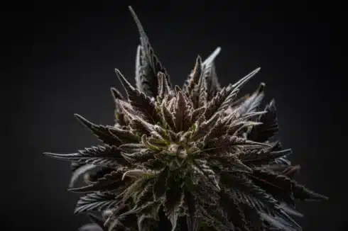 a close up of a permanent marker strain bud lookalike