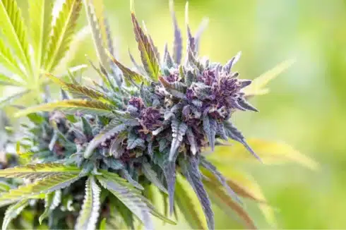 a close up of a Modified Grapes strain look-alike