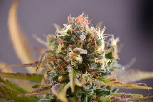 Close-up of cannabis flower bud red bull strain