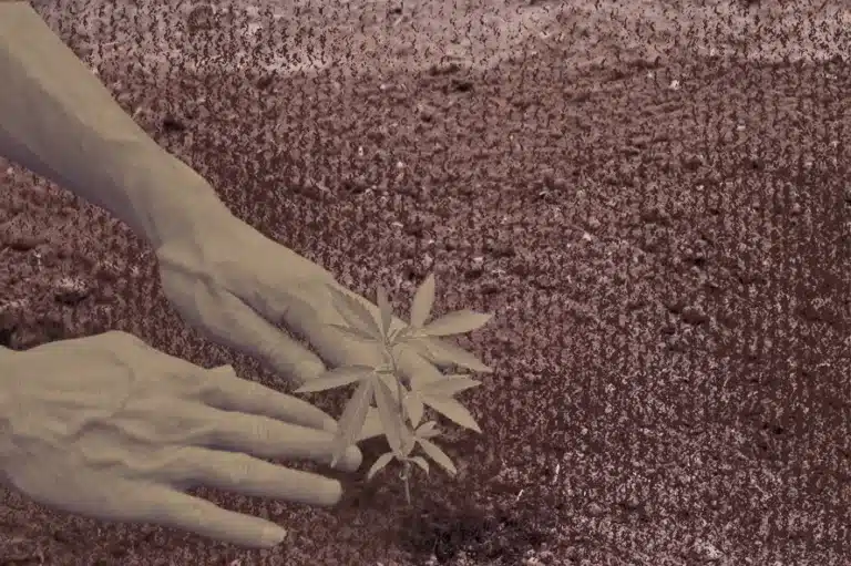 Hands planting a cannabis seedling.