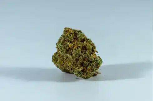 Close-up of cannabis flower bud walking in LA strain