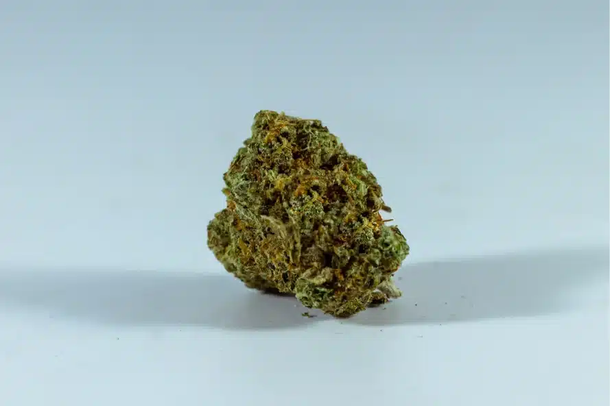 Close-up of cannabis flower bud walking in LA strain