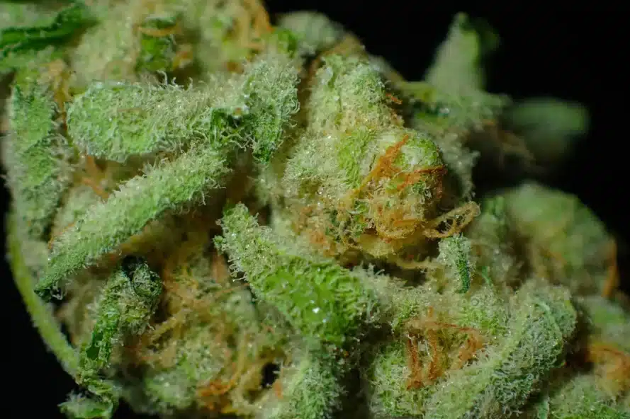 Glitter Bomb Strain: Complete Profile Breakdown - The Hemp Doctor