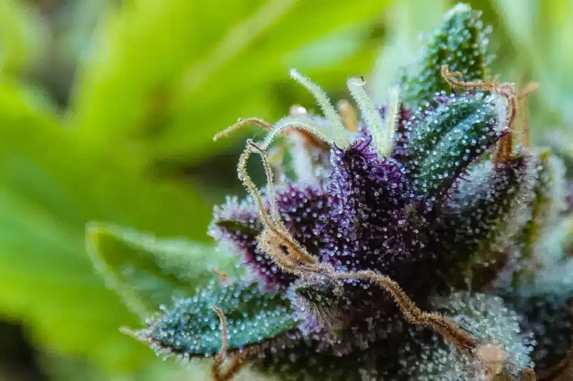 Black Cherry Gelato Strain: Complete Profile Breakdown - The Hemp Doctor