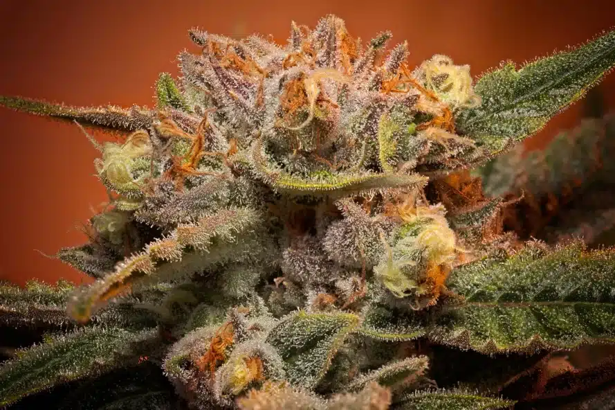Close-up of a cannabis royal runtz strain look-alike