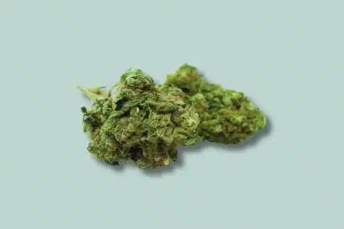 A zoom in of the watermelon OG strain bud look-alike