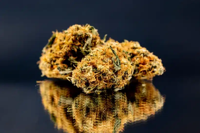 Close up of lemon pie strain buds
