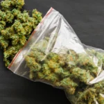 Cannabis buds spilled from a ziplock