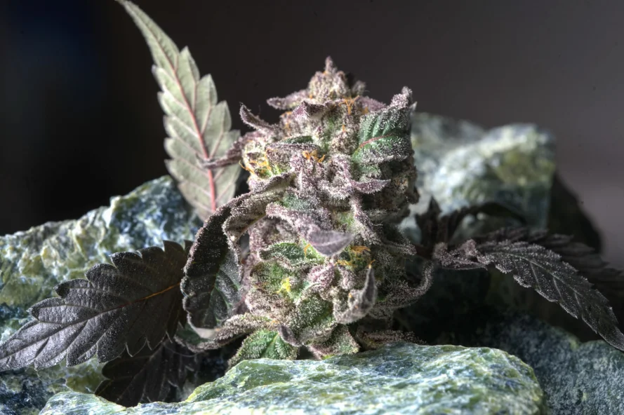 Close-up of frosty Martian Candy cannabis strain