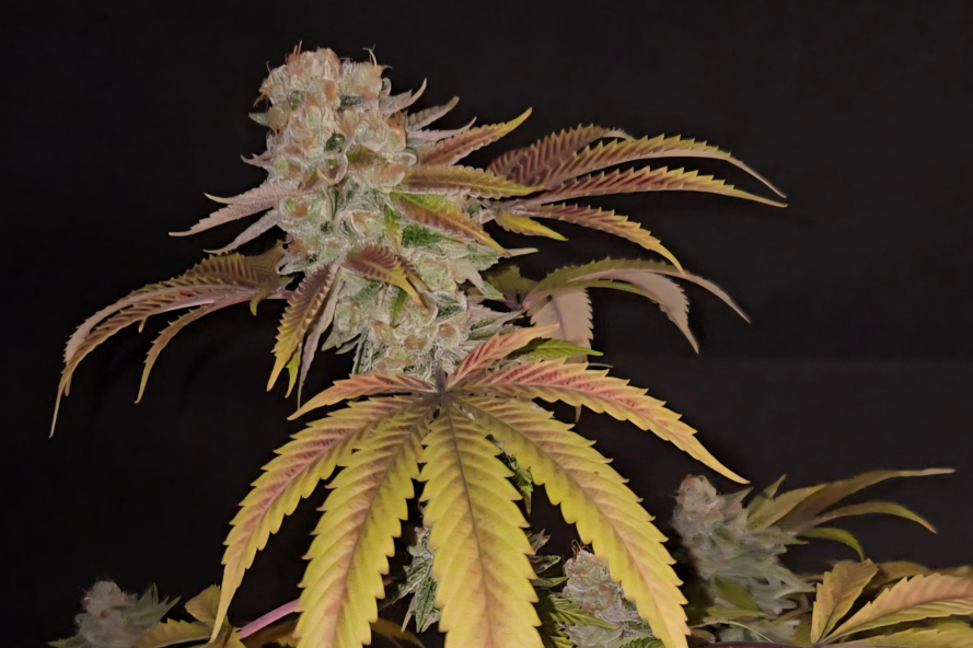 Cat Piss strain cannabis flower on a black background