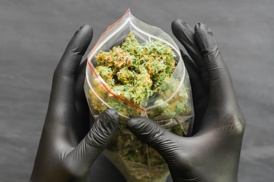 Black gloved hands opening a zip lock full of weed