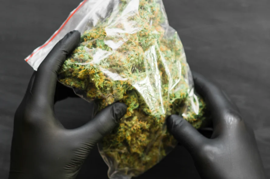 Hands feeling a zip-lock filled with cannabis