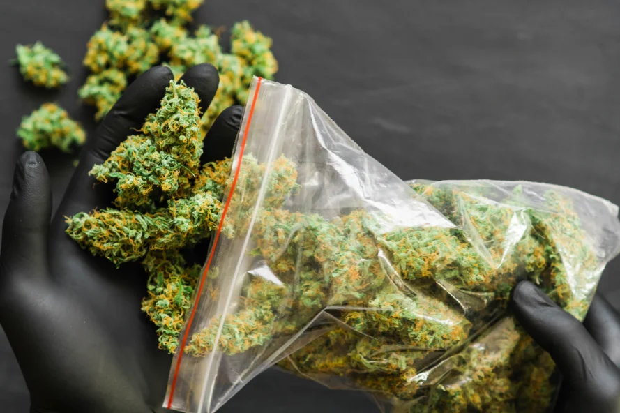 Gloved hands holding cannabis spilling from a zip lock bag