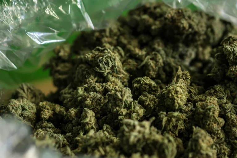 Close-up of cannabis buds in bag