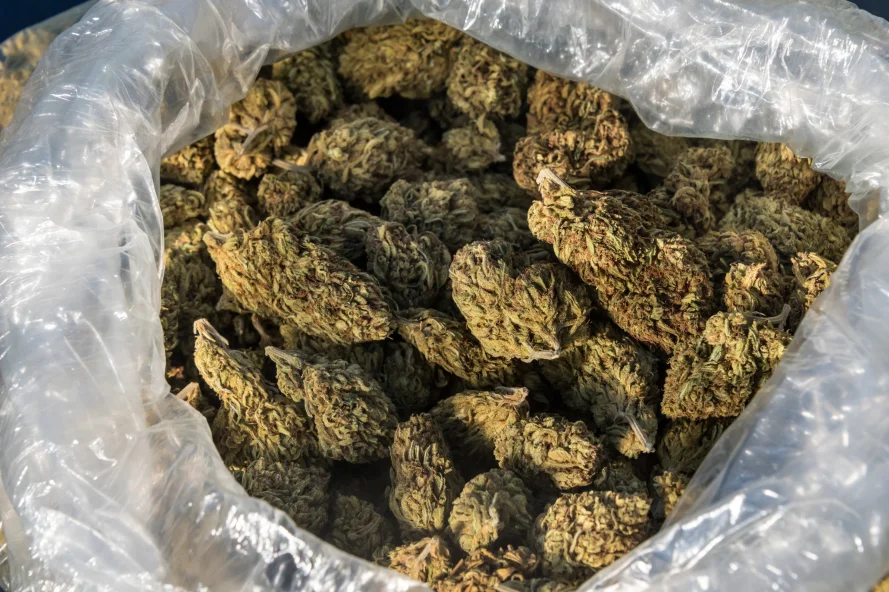 A ziplock bag of dried cannabis buds