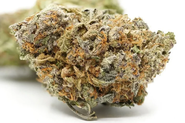 Close-up of cannabis flower bud