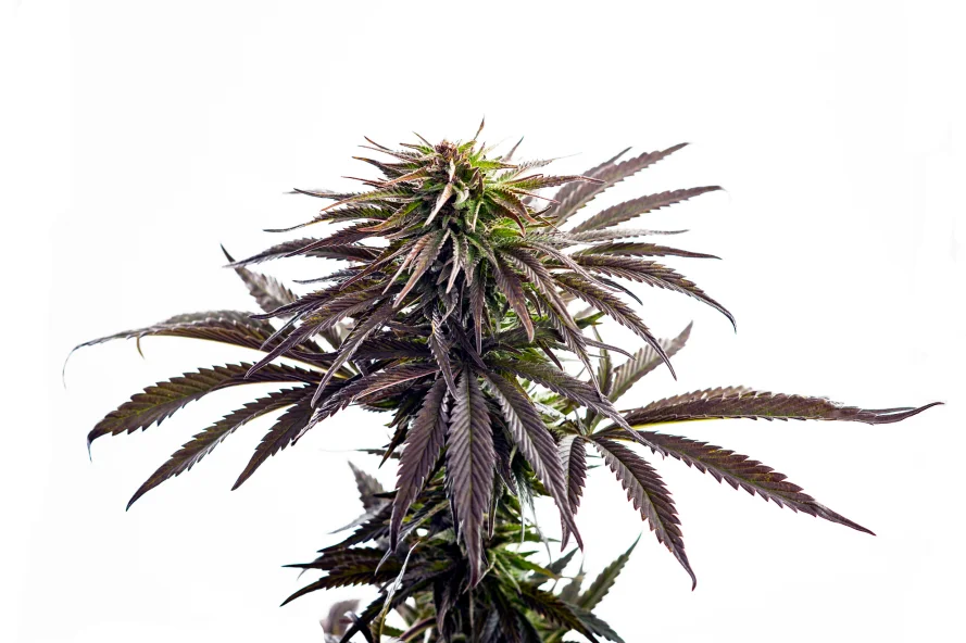 Pinnacle strain buds with dense trichome coverage and purple undertones