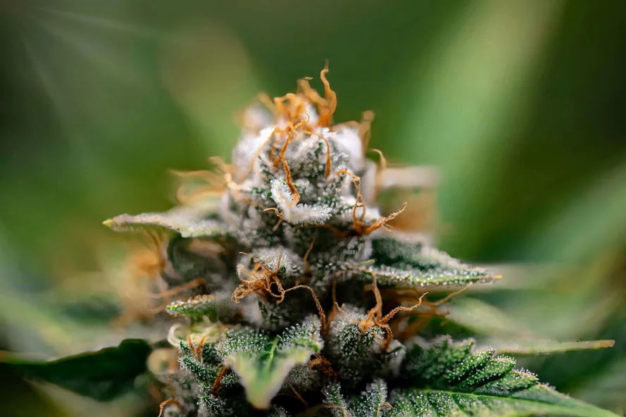 Close-up of White Widow cannabis flower bud