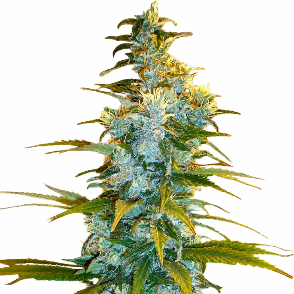 Tall cannabis plant with dense buds