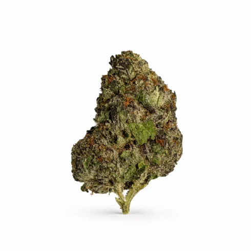 Cereal Milk THCA flower in close-up.