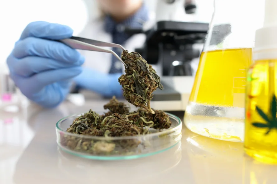 Laboratory analysis of cannabis samples