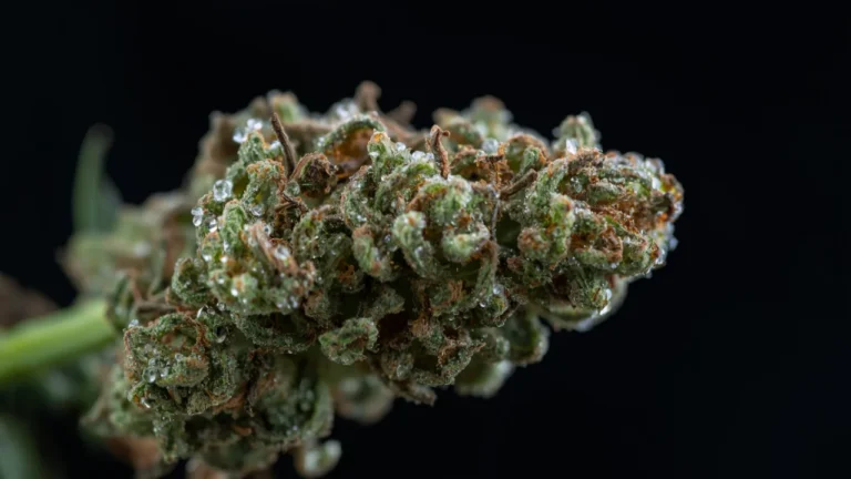 Close-up of cannabis bud with trichomes