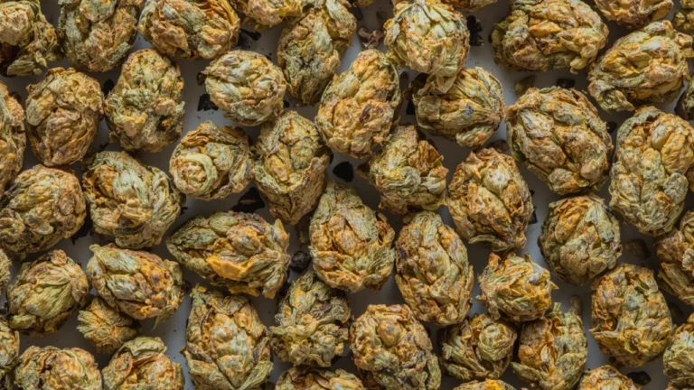 Close-up of dried cannabis buds