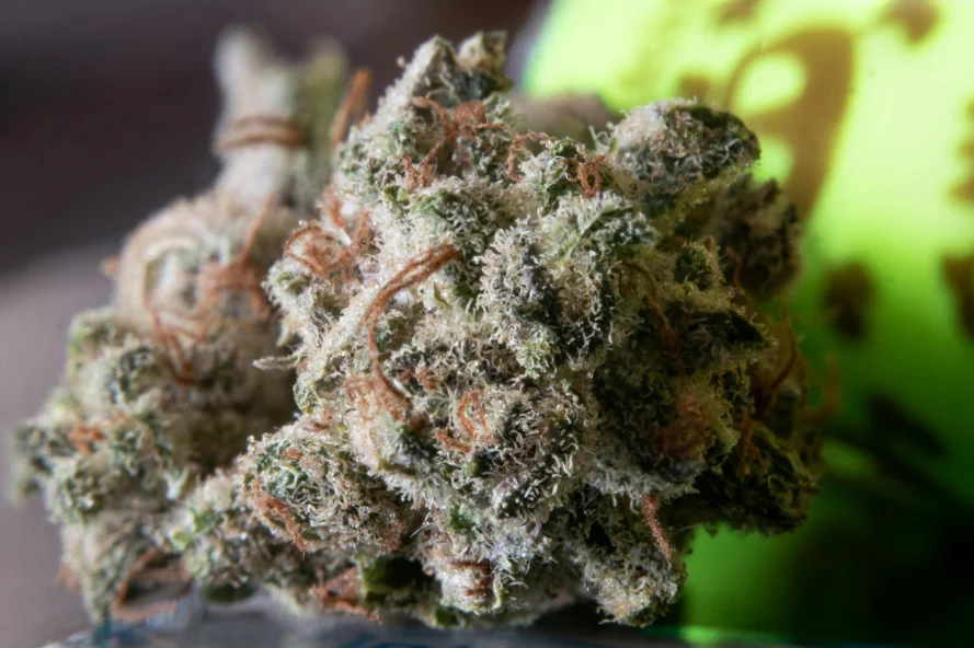 Close-up of the gas face cannabis bud