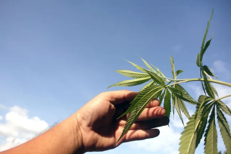 Hand holding cannabis plant branch