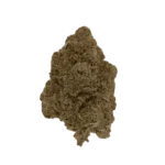 Blue_Lobster_Bud_photo
