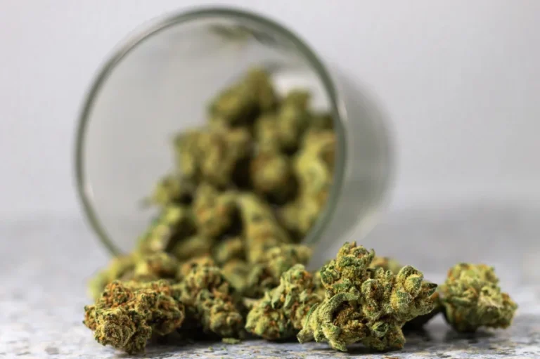 Close-up of cannabis buds in jar