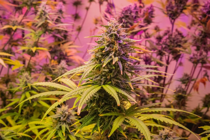 Close-up of cannabis plant flowers.