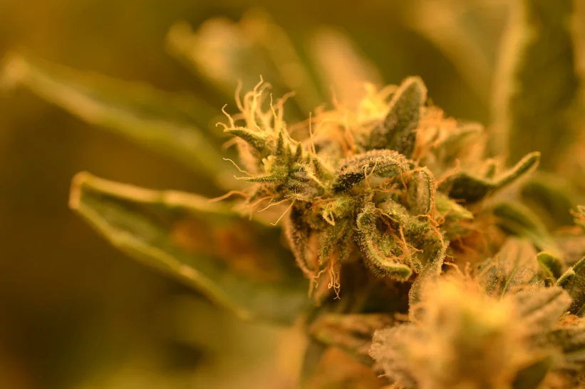 Close up of Raspberry Lemonade Strain flower
