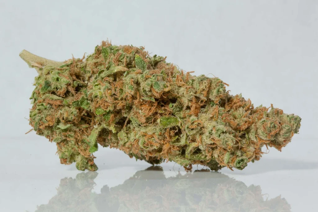 Dense cannabis bud with vibrant colors
