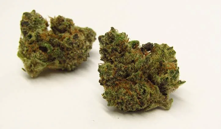 Green cannabis buds on white background
