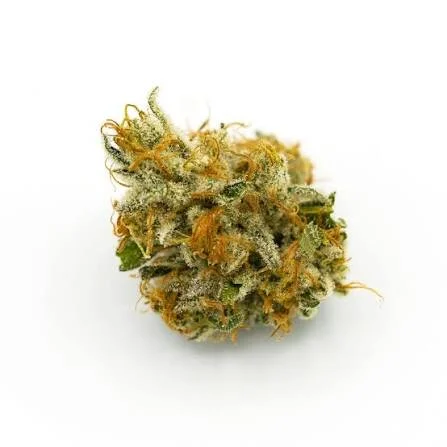 Close-up of cannabis bud grape ape strain