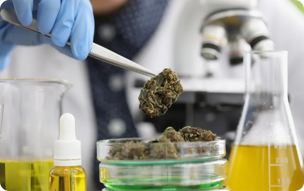 Gloved lab technician holding hemp flower with tweezers above glassware and oil samples