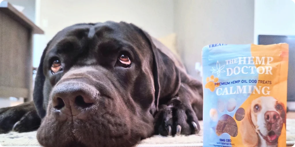 Black Labrador resting on a rug beside a bag of The Hemp Doctor Calming hemp oil dog treats